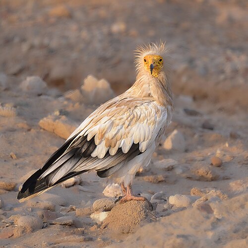 Egyptian vulture